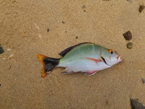 20日・釣りキャンプdeムルー釣れた!