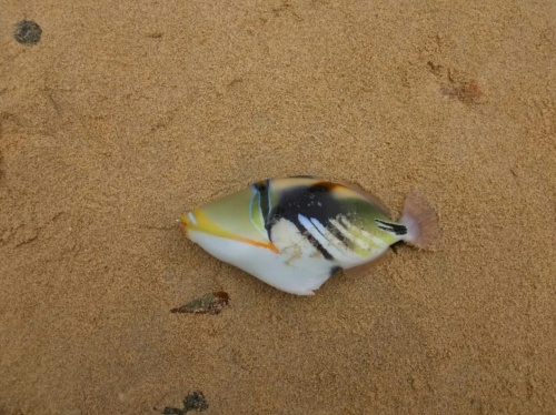 20日・釣りキャンプdeムルー釣れた!