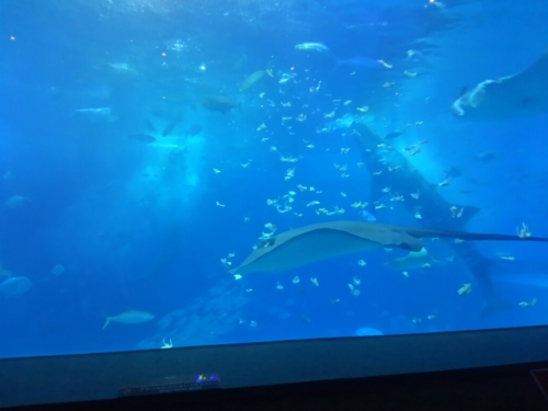 20日・釣りキャンプdeムルー釣れた!