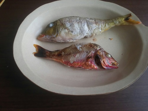 21日・キャンピングカーで勉強してくるね!