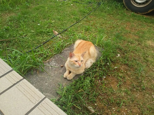 20日・粉瘤(アテローム)の手術をして来ました!