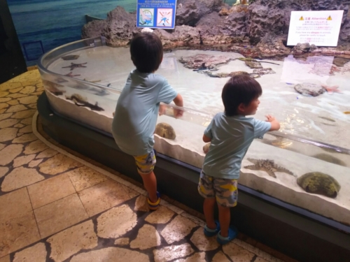 24日・美ら海水族館へ!