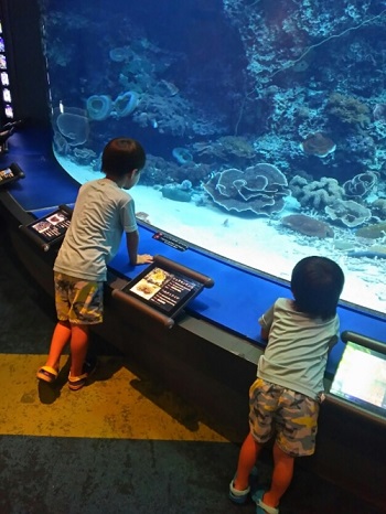 24日・美ら海水族館へ!