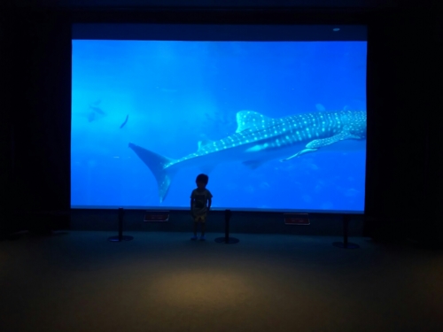 24日・美ら海水族館へ!