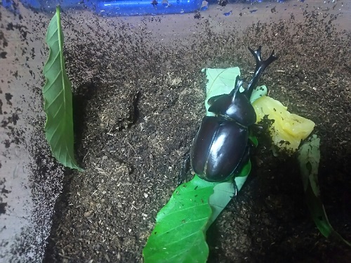 5日・北谷サンセットビーチとカブトムシと!