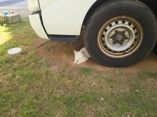 10日・自転車とセミ獲りと。