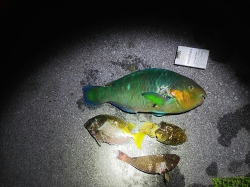 1日・素潜りで50pクラスのイラブチャー!