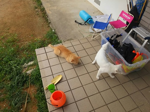 19日・ピンクのおじさん!