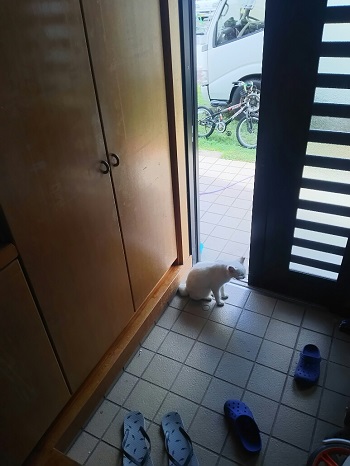 20日・昨晩の魚をニャーコに!