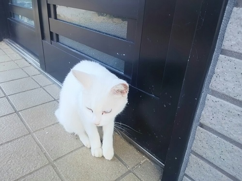 20日・昨晩の魚をニャーコに!