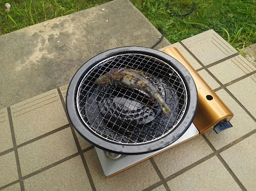 20日・昨晩の魚をニャーコに!