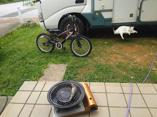 20日・昨晩の魚をニャーコに!