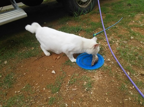 20日・昨晩の魚をニャーコに!