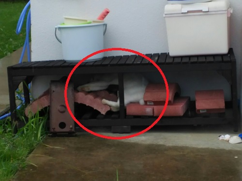 20日・昨晩の魚をニャーコに!