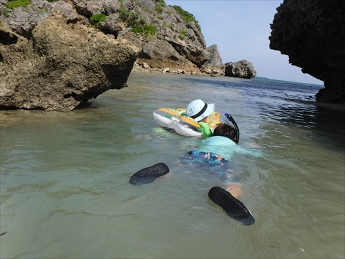 25日・超猛毒のオニダルマオコゼを捕まえて食べました!