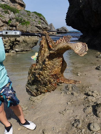 25日・超猛毒のオニダルマオコゼを捕まえて食べました!
