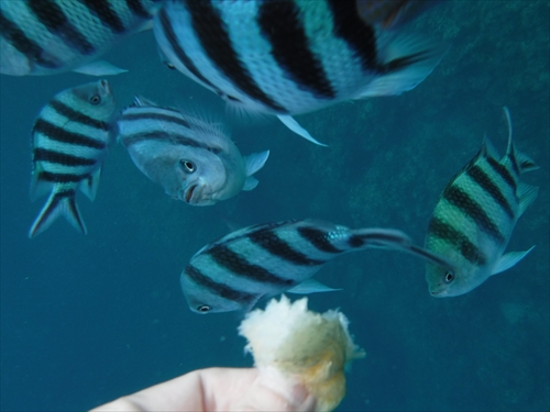 28日・念願の青の洞窟へ!