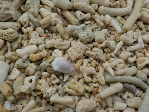 5日・GW3日目!伊江島で読者さんにお会いしました!