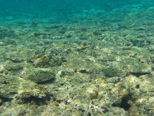 30日・真栄田岬の青の洞窟でシュノーケル!