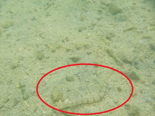 5日・ルネッサンスの海には魚がいっぱい!