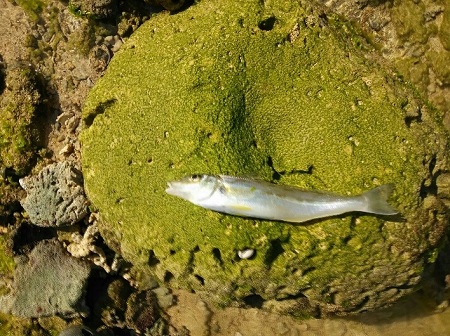 9日・砂辺のリーフで釣り!