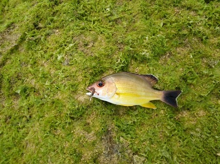13日・ヒメジを釣りました!