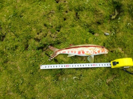 13日・ヒメジを釣りました!