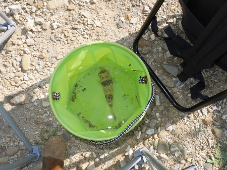 11日・東村で釣りキャンプ!