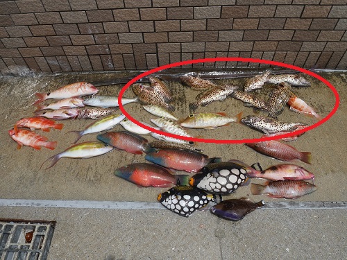 1日・ミーバイが1,170円!