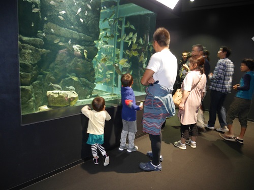 8日・クラゲドリーム館こと加茂水族館に!