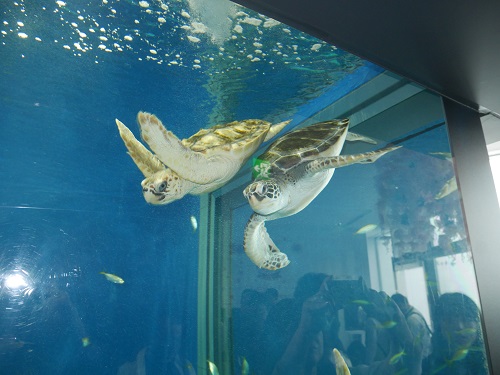 8日・クラゲドリーム館こと加茂水族館に!