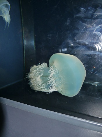8日・クラゲドリーム館こと加茂水族館に!