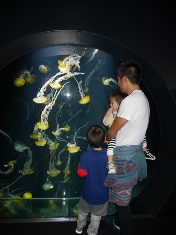 8日・クラゲドリーム館こと加茂水族館に!