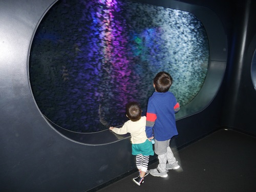 8日・クラゲドリーム館こと加茂水族館に!