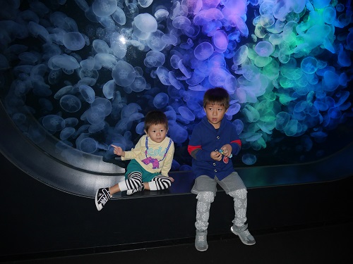 8日・クラゲドリーム館こと加茂水族館に!