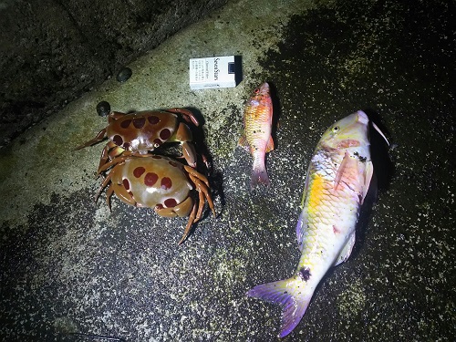 11日・夜の海に潜ってきました!