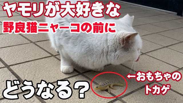 17日・ヤモリが大好物な野良猫ニャーコにおもちゃのトカゲをあげたらどうするのか?