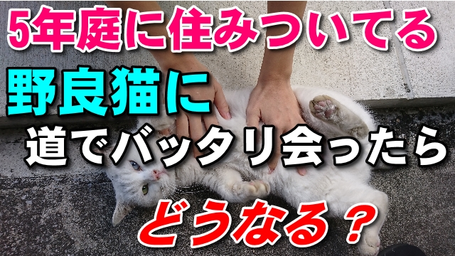 23日・野良猫ニャーコに道でバッタリ会ったら!
