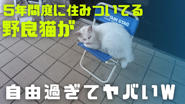 3日・5年間庭に住みついてる野良猫が自由過ぎて可愛すぎる!