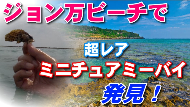 30日・大度浜海岸(ジョン万ビーチ)で超レアなミニチュアミーバイ発見!