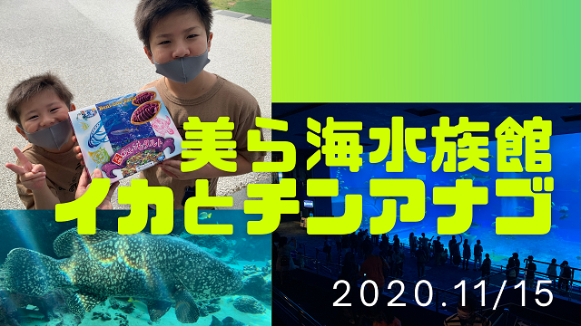 15日・美ら海水族館のアオリイカとチンアナゴ!