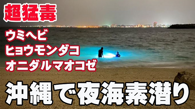 5日・沖縄の夜の海に潜るとどんななのかをお見せします!【ウミヘビ・オニダルマ・イラブチャー】