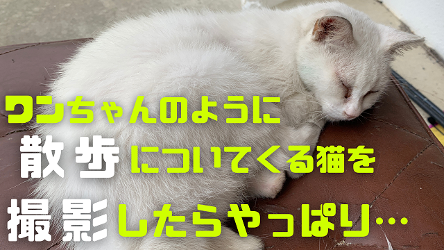 14日・ワンちゃんのように散歩についてくる野良猫を撮影したら・・・
