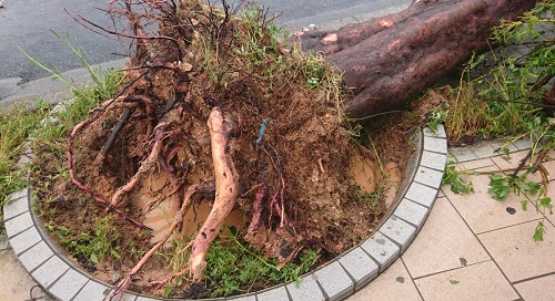 30Eߋő勉̑䕗̔QrI