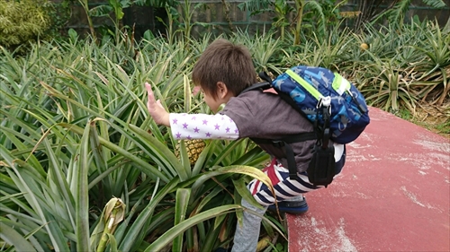 19日・名護パイ、オキフル、古宇利オーシャンからの夜の美ら海探検!