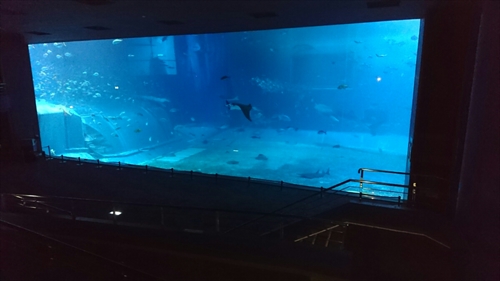 19日・名護パイ、オキフル、古宇利オーシャンからの夜の美ら海探検!