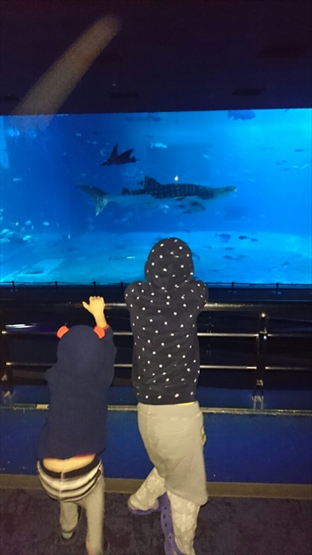 19日・名護パイ、オキフル、古宇利オーシャンからの夜の美ら海探検!