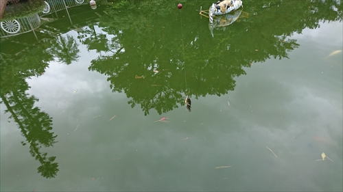 16日・東南植物楽園の釣り堀！