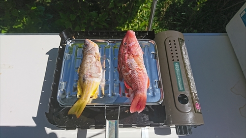 2日・ネオパークとシュノーケル！