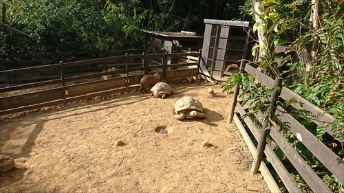 21日・ビオスの丘からの東南植物楽園！
